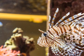 Fototapeta na wymiar tropical fish and sea life in an aquarium
