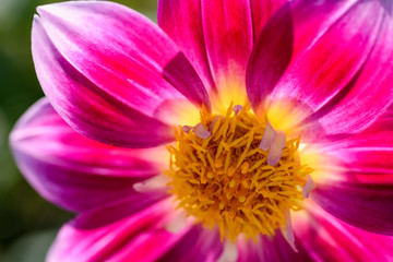 馬見丘陵公園　ダリア