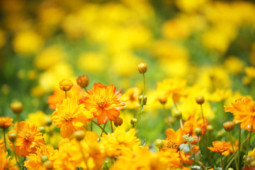 yellow cosmos flower
