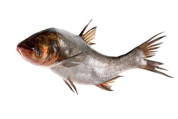 Fototapeta premium Fish silver carp isolated on white
