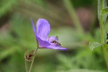 abeille sur fleur