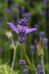 Naklejka premium lavande