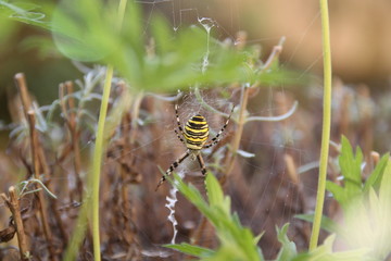 araignée jaune et noire tissant sa toile
