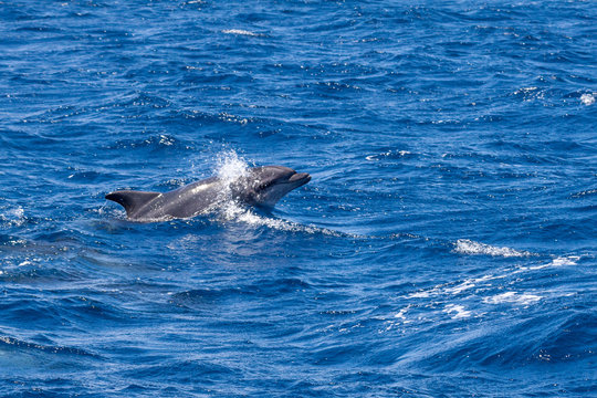 Bottle-nosed Dolphin swimming in Ocean near Sao Miguel, Azores, Portugal