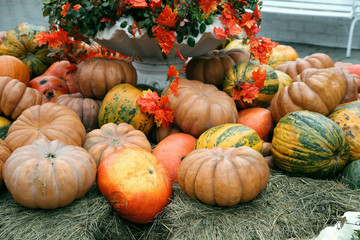 Beautiful and large pumpkins lying in a heap at the manger..