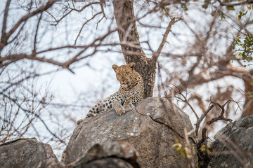 Leopard on the rocks.