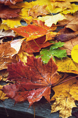 Wet autumn leaves on the boards