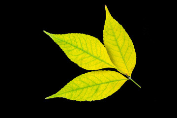 Obraz premium Fall leaf isolated on a black background. Herbarium series.