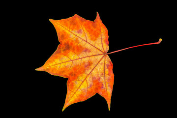 Fall leaf isolated on a black background. Herbarium series.