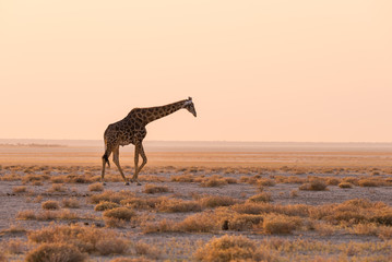 Obraz premium Giraffe walking in the bush on the desert pan at sunset. Wildlife Safari in the Etosha National Park, the main travel destination in Namibia, Africa. Profile view, scenic soft light.