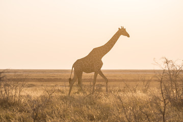 Giraffe walking in the bush on the desert pan at sunset. Wildlife Safari in the Etosha National Park, the main travel destination in Namibia, Africa. Profile view, scenic soft light.