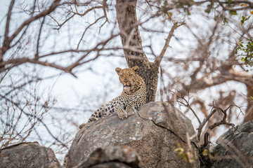 Leopard on the rocks.