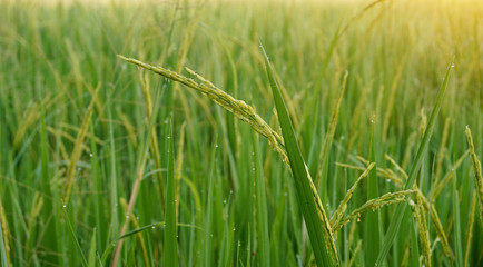 Close up rice field in the morning with dew