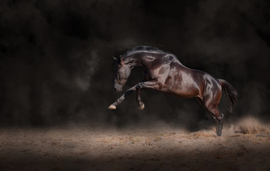 Black horse expressive jump on a black background with the dust
