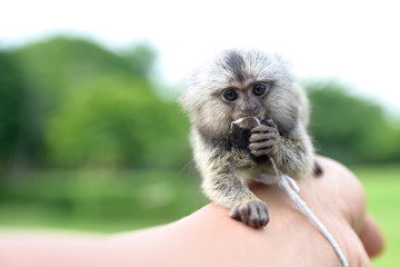 Marmoset
