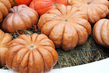 Beautiful and large pumpkins lying in a heap at the manger..