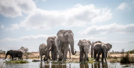 Crédence de cuisine en verre imprimé Éléphant Troupeau d& 39 éléphants en train de boire.