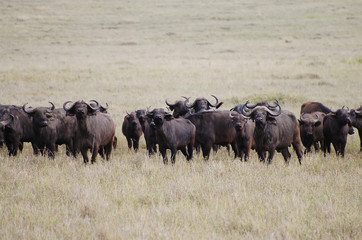 Buffalos - Masai Mara - Kenya