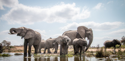 Elefantenherde trinken. © simoneemanphoto