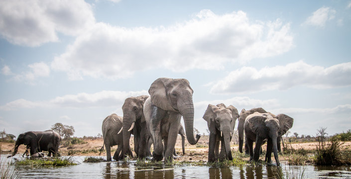 Drinking herd of Elephants.