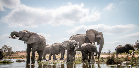 Fototapeta na wymiar Drinking herd of Elephants.
