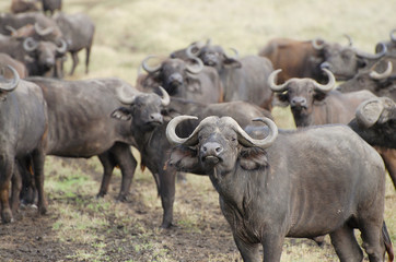 Obraz premium Buffalos - Masai Mara - Kenya