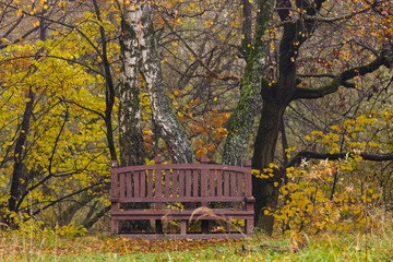 Bench in the wood