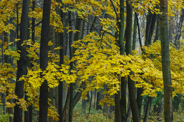 Fall season in the wood