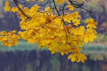Naklejka na ściany i meble Maple branch with golden leaves