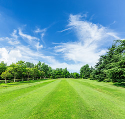Fototapeta na wymiar green grass and trees on a golf field