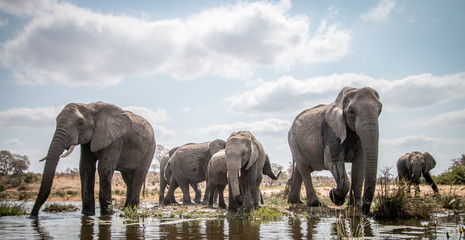 Drinking herd of Elephants.