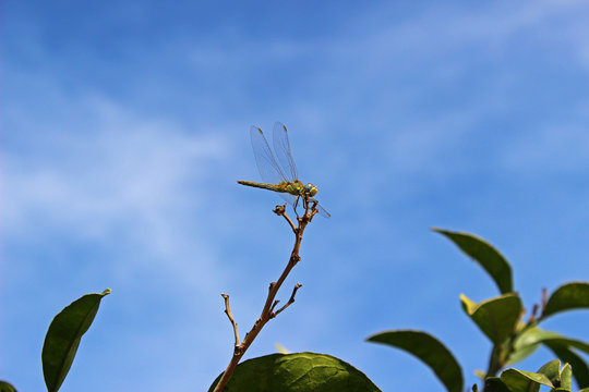 Libélula (Anisoptera) en una rama de naranjo