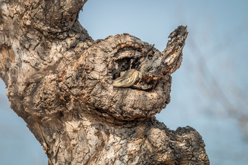 Rock monitor in a tree.