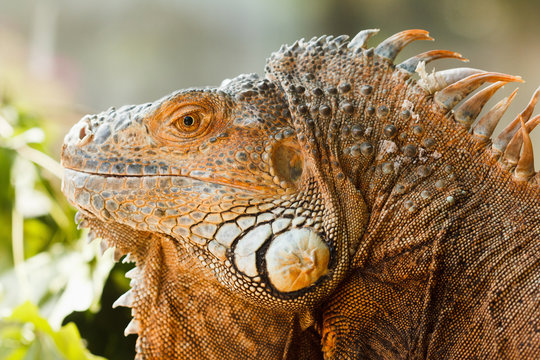 Head orange iguana close-up
