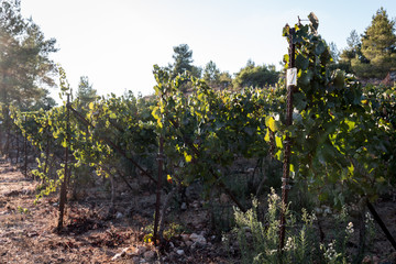 vineyard on a sunny day