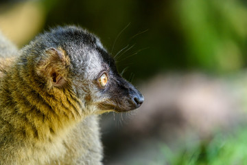 Lemur Portrait On Madagascar Island