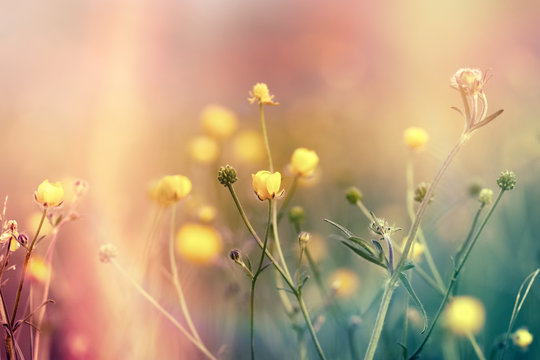 Fototapeta Yellow flowers in meadow - buttercup flower in spring (flowering meadow)