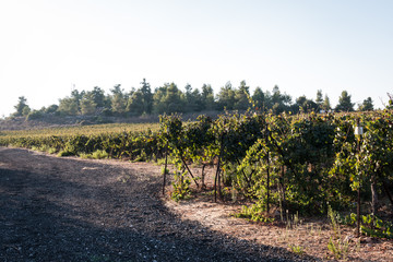 vineyard on a sunny day
