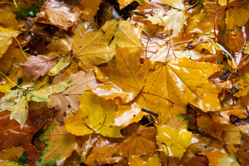 autumn leaves fallen off a tree. rain falls on them