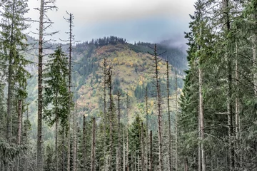 Papier Peint photo autocollant Forêt dans le brouillard Creepy autumn forest and colored trees in the mountains