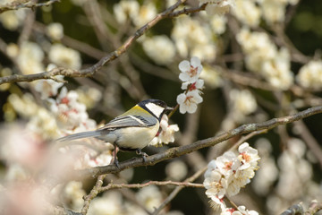 シジュウカラと梅