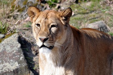 Weiblicher Löwe