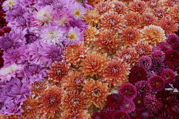 ダリアの花絨毯