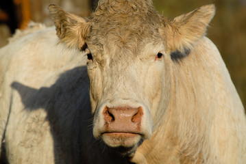 Fototapeta premium Vache Blonde d'Aquitaine