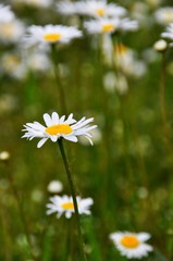 Margeriten auf der Wiese