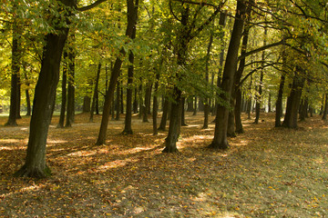 Fototapeta na wymiar Autumn forest in Hungary