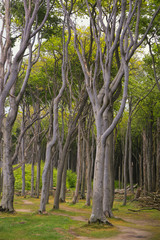 Obraz premium Gespansterwald Bad Nienhagen