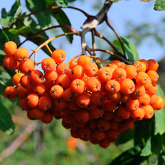 red berries of rowan on a blue sky background