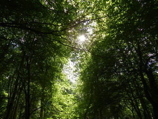 Du soleil dans les branches