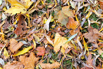 Carpet of autumn leaves